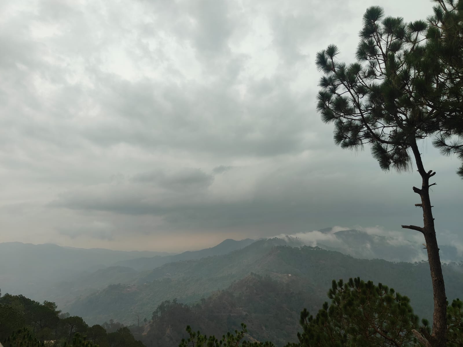 Misty Kasauli pine ridges at dawn