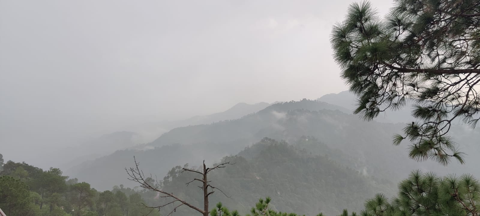 Misty Kasauli pine ridges at dawn