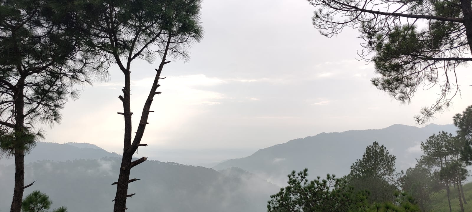 Pines and ridgeline at first light